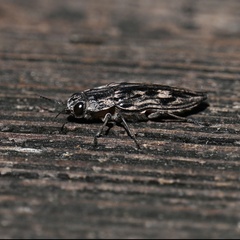 Chalcophora virginiensis