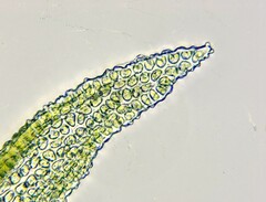 Orthotrichum consimile