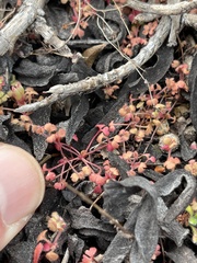 Pterostegia drymarioides