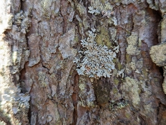 Imshaugia placorodia