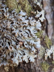 Imshaugia placorodia