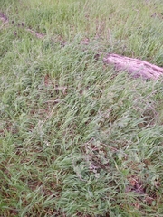 Solanum umbelliferum