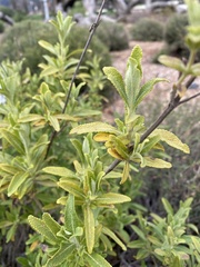 Salvia mellifera