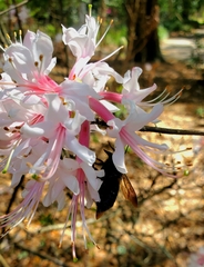 Bombus pensylvanicus