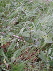 Solanum umbelliferum