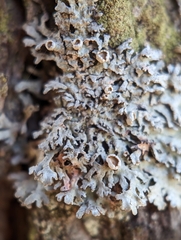 Imshaugia placorodia