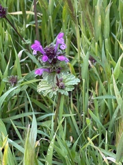 Lamium amplexicaule