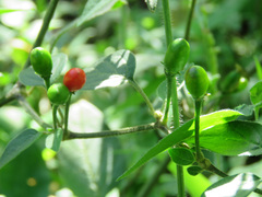 Capsicum baccatum