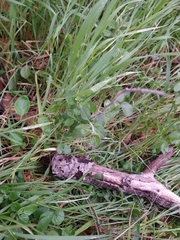 Solanum umbelliferum