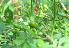 Capsicum baccatum