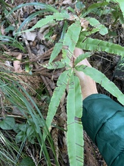 Pteris cretica