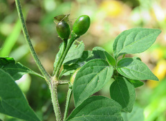 Capsicum baccatum
