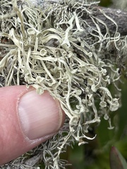 Ramalina leptocarpha