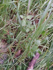 Solanum umbelliferum