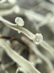 Ramalina leptocarpha