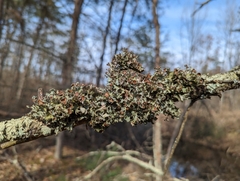 Tuckermanopsis ciliaris