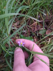 Solanum umbelliferum