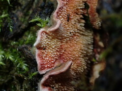 Steccherinaceae