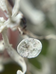 Ramalina leptocarpha