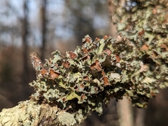 Tuckermanopsis ciliaris