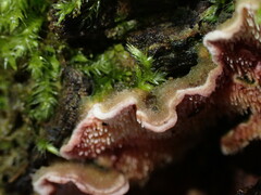 Steccherinaceae