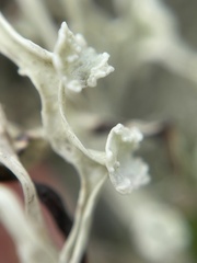 Ramalina leptocarpha