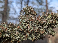 Tuckermanopsis ciliaris