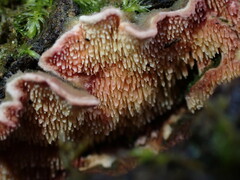 Steccherinaceae
