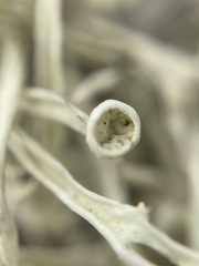 Ramalina leptocarpha