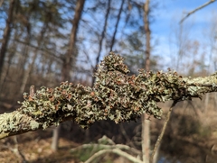 Tuckermanopsis ciliaris