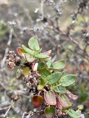 Eriogonum parvifolium