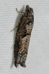 Pseudexentera hodsoni