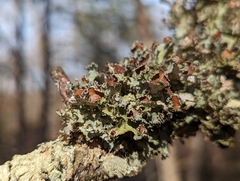Tuckermanopsis ciliaris