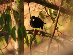 Turdus olivater