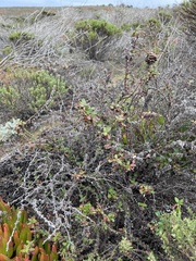 Eriogonum parvifolium