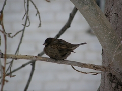 Passer domesticus