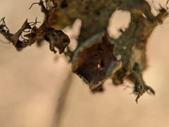 Tuckermanopsis ciliaris