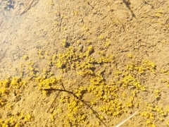 Bryophyta