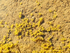 Bryophyta