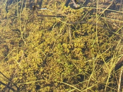 Bryophyta