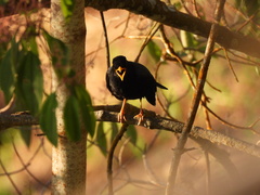 Turdus olivater