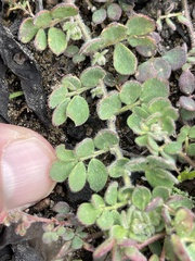 Acmispon heermannii orbicularis