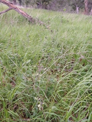 Solanum umbelliferum