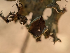 Tuckermanopsis ciliaris