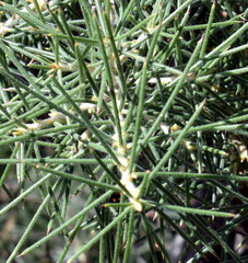 Hakea gibbosa