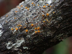 Athallia pyracea
