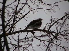 Turdus pilaris
