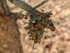 Tuckermanopsis ciliaris