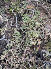 Acmispon heermannii orbicularis