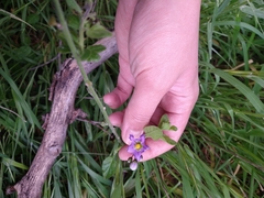 Solanum umbelliferum